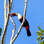 Discovering the Biodiversity Hotspot of Suriname: A Hidden Gem in South America Discovering the Biodiversity Hotspot of Suriname: A Hidden Gem in South America