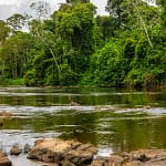 Suriname's Green Revolution: Eco-tourism